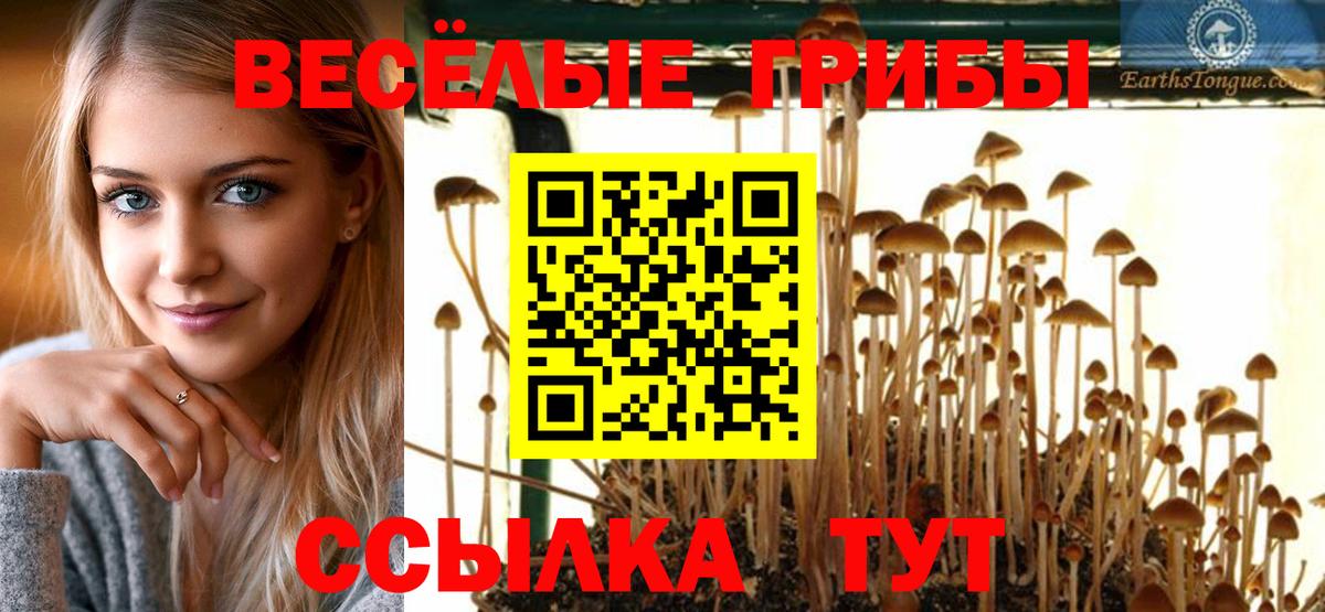 Галлюциногенные грибы Psilocybe  Вход с VPN  Каменск-Шахтинский 